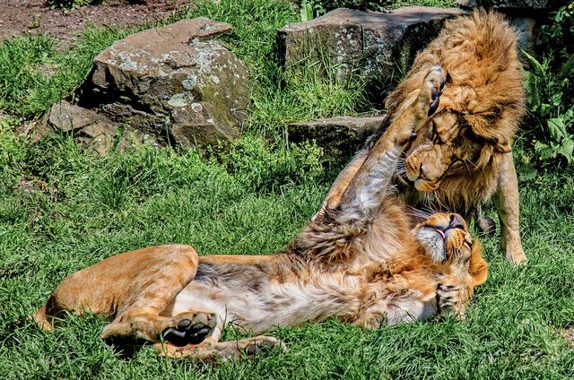 Im Dortmunder Zoo