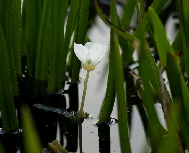 Nur kurze Zeit später waren die "Krebsscheren", die im Winter auf den Teichgrund sinken, wieder aufgetaucht und bedeckten fast die gesamte Wasseroberfläche des Libellenhabitats wie ein grüner schwimmender Teppich. Hier sehen wir eine blühende Pflanze im Mai.