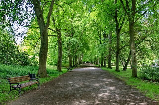 Allee im Dortmunder Rombergpark