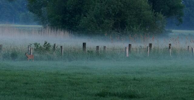 In der Burgwedeler Feldmark. Ein einsames Reh im heraufziehenden abendlichen Nebel!