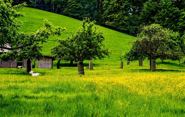 Frühling im Münstertal