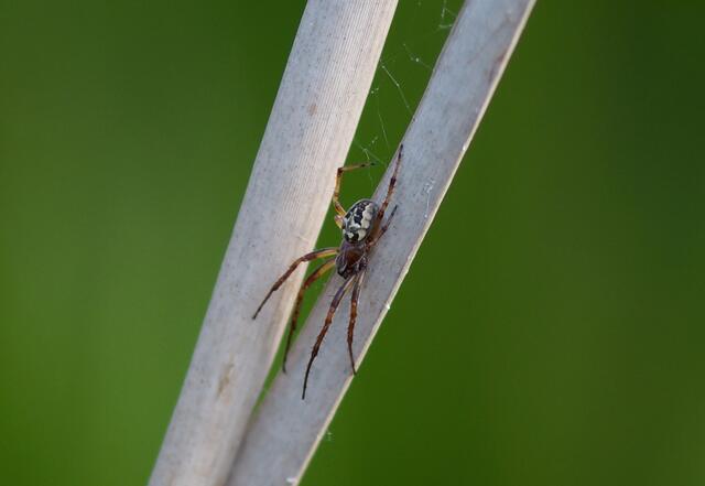 Larinioides cornutus Schilfradspinne.  Wir finden sie wie hier besonders häufig wie es auch ihr Name schon andeutet an Gewässerufern und in feuchtem Gelände.