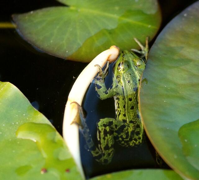 Ich bin nicht eingeklemmt! Ich verstecke mich nur ein wenig.