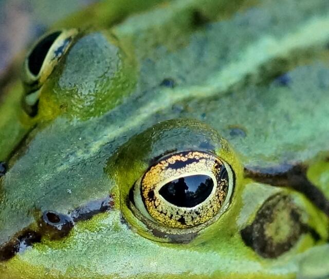 Die Fotografin im Auge des Frosches!