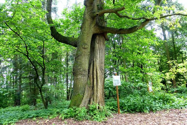 Eine Stieleiche eng umschlungen mit einer Pyramidenpappel.