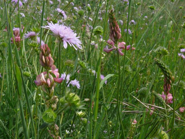 Wildblumenwiese