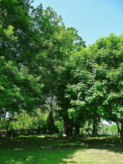 Die Traubeneiche (Quercus petraea) auf dem Klostergelände in Bad Bibra - am 22.5.2014 !