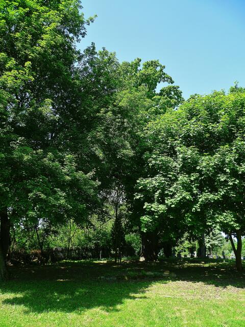 Die Traubeneiche (Quercus petraea) auf dem Klostergelände in Bad Bibra - am 22.5.2014 !