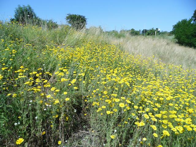 Im Sommer staunt man über üppige Blumenwiesen an den Hängen...