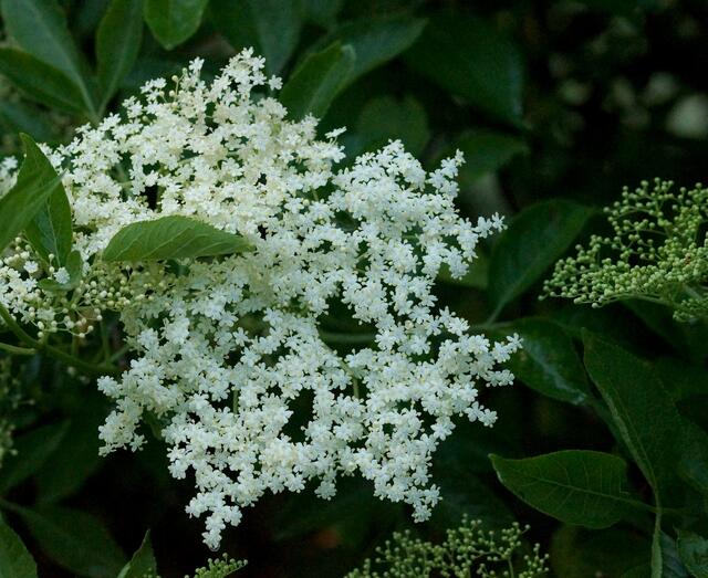 Die Blütezeit des Schwarzern Holunders (Sambucus nigra) liegt nun auch schon wieder viele Wochen zurück.