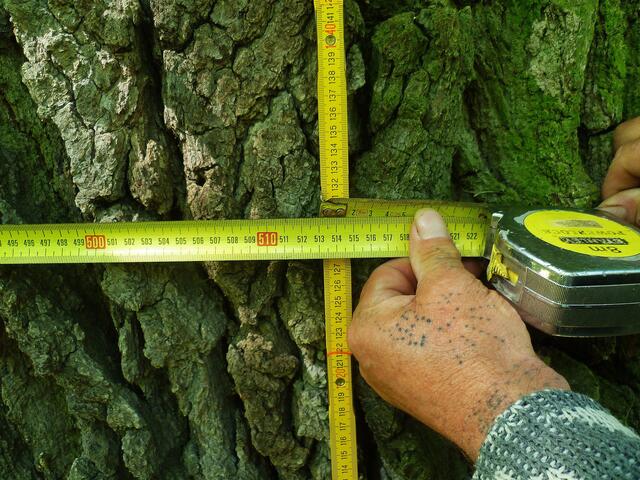 Die Traubeneiche (Quercus petraea) auf dem Klostergelände in Bad Bibra - am 22.5.2014 !