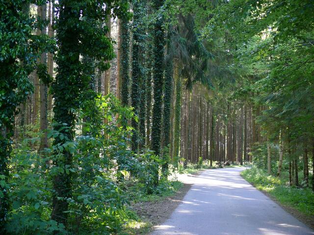 Wunderschöne Waldwege, frische Luft, Vogelgezwitscher...