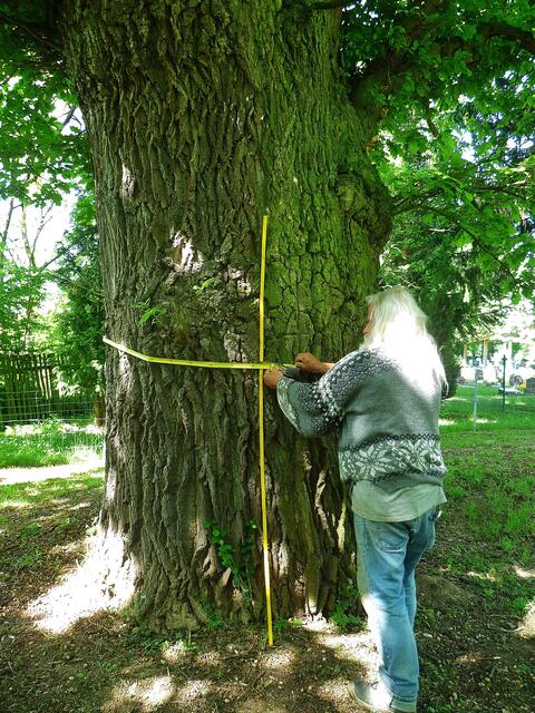 Die Traubeneiche (Quercus petraea) auf dem Klostergelände in Bad Bibra - am 22.5.2014 !