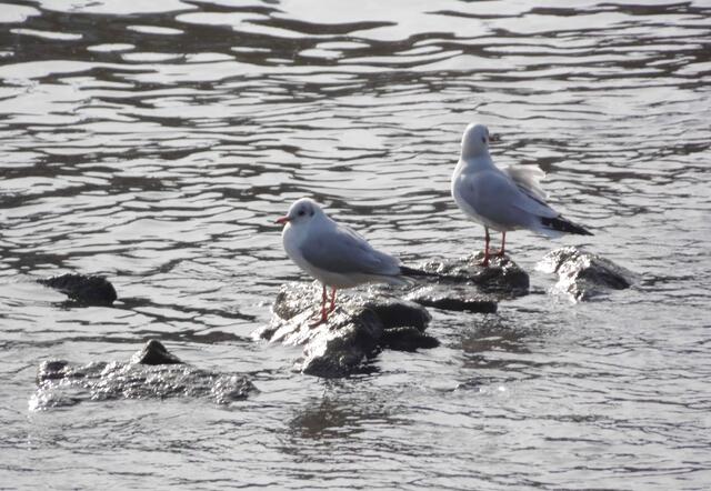 Wo viel Wasser ist, sind auch die Möwen zu Hause.