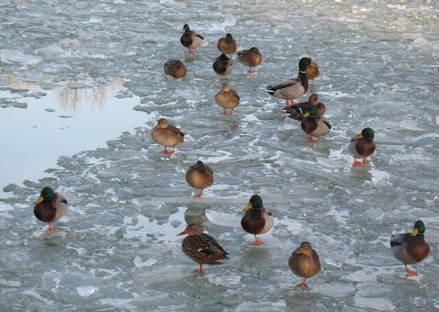 Doch nur selten kommt die Schifffahrt wegen Eisgangs zum Erliegen.