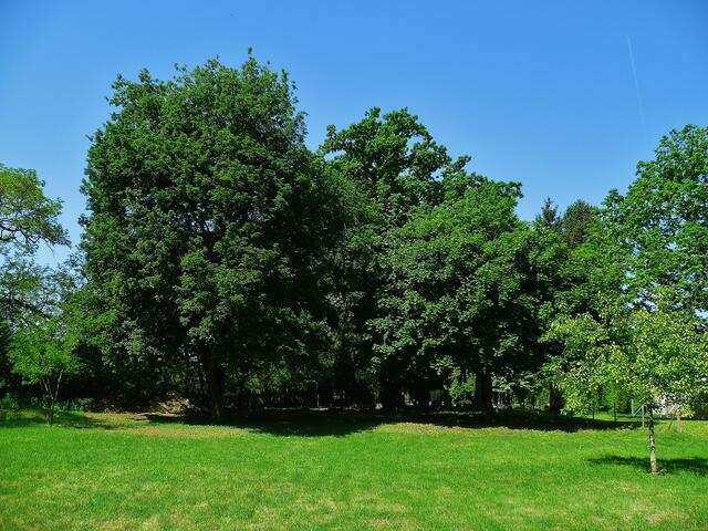 Die Traubeneiche (Quercus petraea) auf dem Klostergelände in Bad Bibra - am 22.5.2014 !