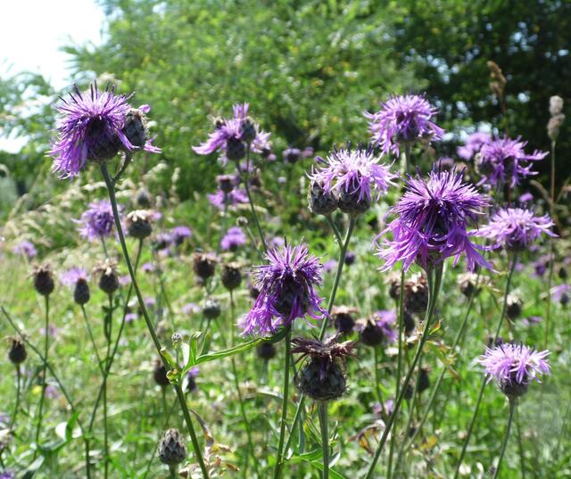 Wiesenflockenblumen fühlen sich dort ebenso wohl wie viele Kleinstlebewesen.