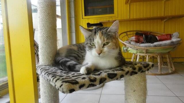 Daisy
