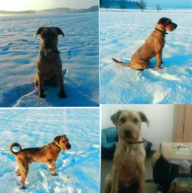 Sammy (Privatvermittlung)