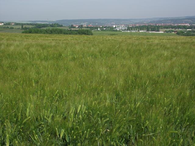Wethau Roter Berg, 18000 Fahrzeuge sollen hier täglich lang fahren und die Sromtrasse ist dann auch nicht mehr weit...