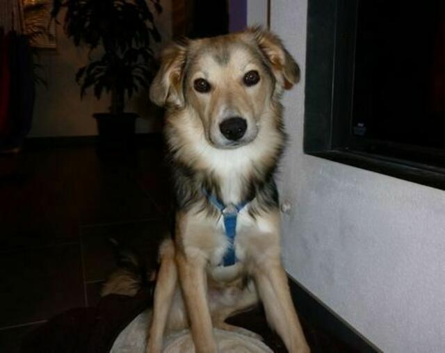 Apollo (Privatvermittlung)