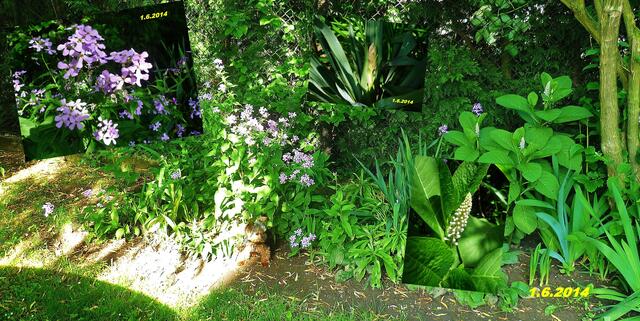 (22) !!! Sonntags + Monatsbilder / Blumenbeet !!! 1.6.2014 Temperatur: Plus 11°C / 6:26h / 28°C Plus 8:33h - im Schatten und in der Sonne 44.6°C / 11:46h nur noch 19°C im Schatten /  Wind:1- 3 /