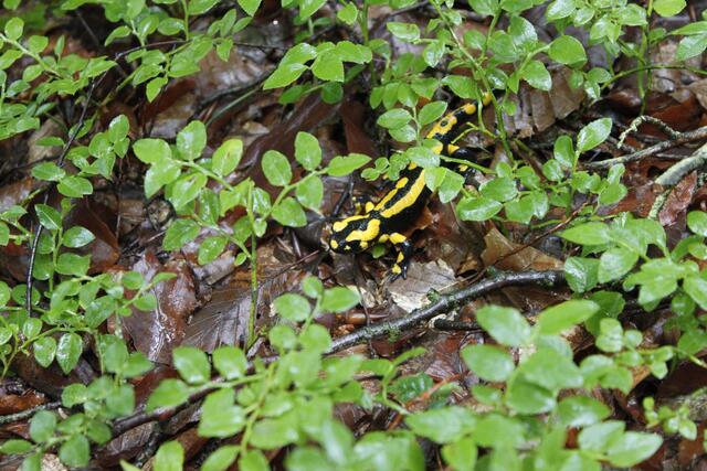 Feuersalamander