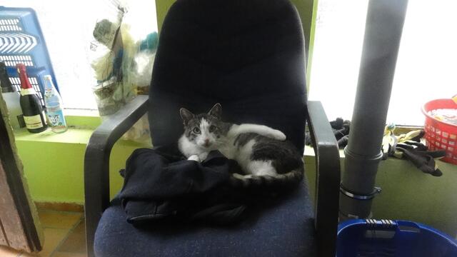 Lucky (Hofkater)