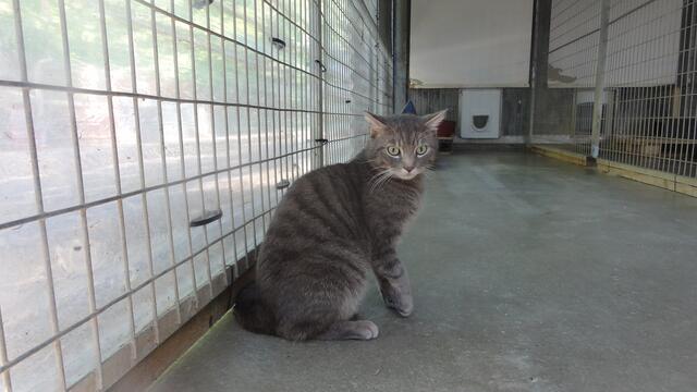 Findus