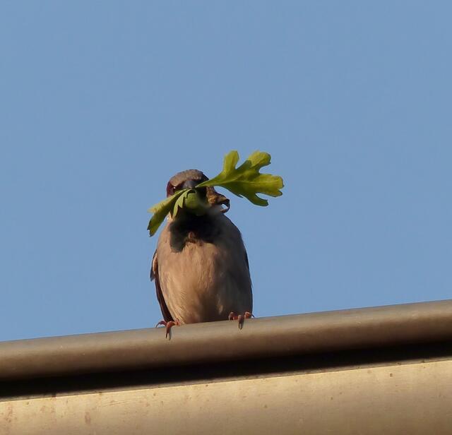 Die  Haussperlinge sind im April und Mai mit Nestbau und Aufzucht des Nachwuchses beschäftigt. Auch das Männchen hilft.