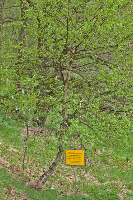 Betula alcoholica selkensis