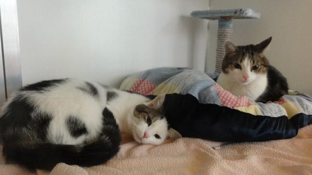 Flecki und Done