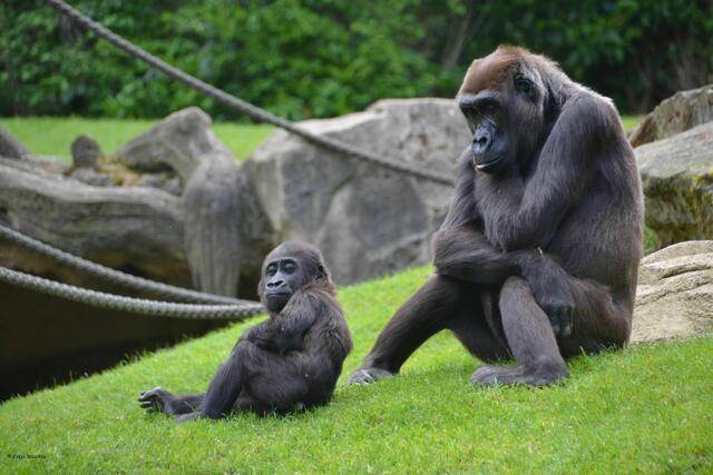 Auf dem Gorillaberg im Erlebniszoo Hannover leben die größten Menschenaffen in einem Familienverband. (Foto: Katja Woidtke)
