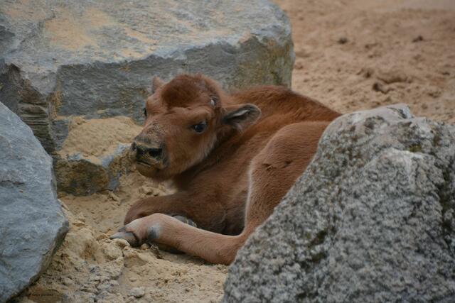 Nachwuchs bei den Waldbisons im Erlebniszoo Hannover (Foto: Katja Woidtke)