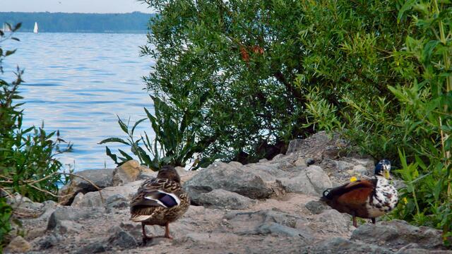 Da gehen die Enten nicht rein.
