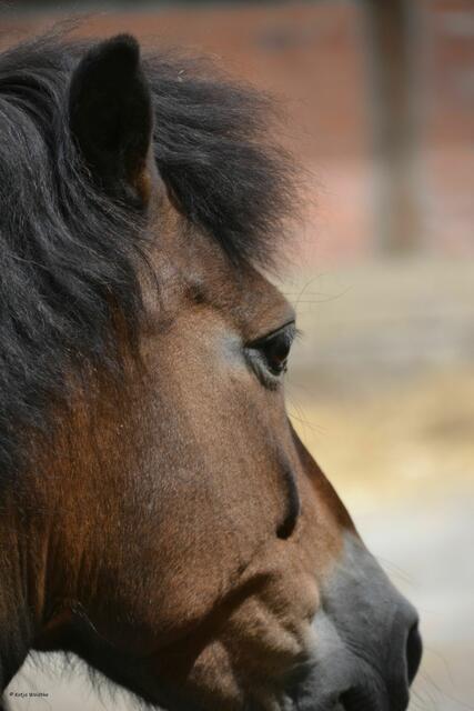 Exmoor Pony auf Meyers Hof im Erlebniszoo Hannover (Foto: Katja Woidtke)