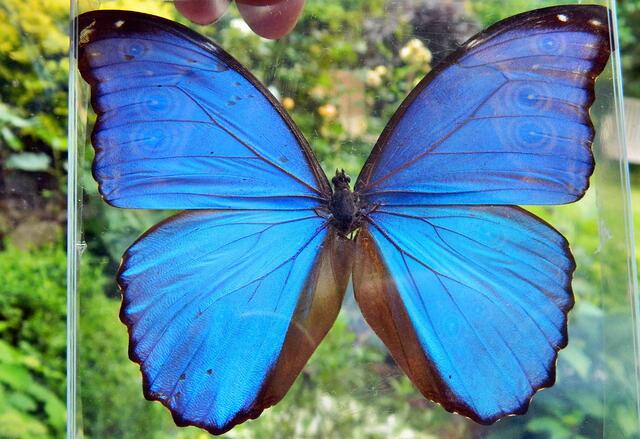 Nichts als ein Schmetterling