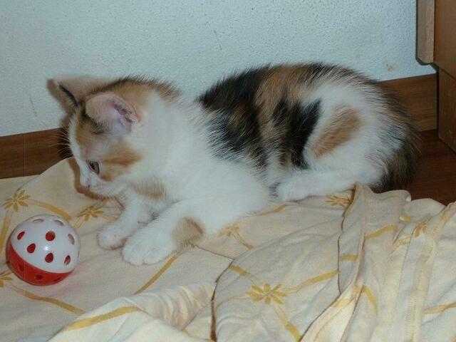 Tinkerbell (Pflegestelle)