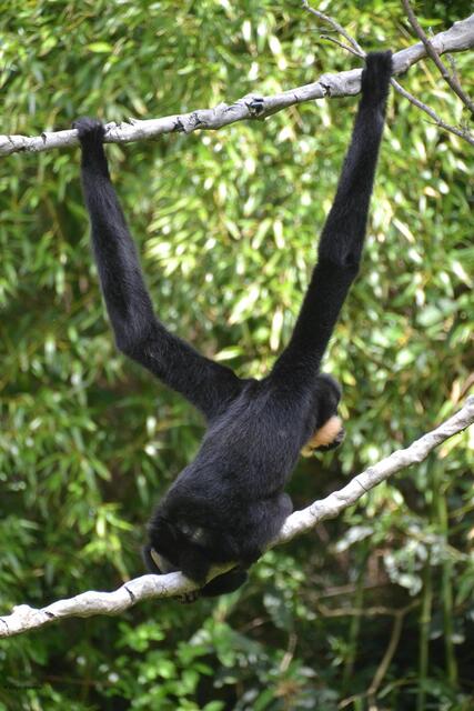 Die Schopfgibbons sind geschickte Kletterer. (Foto: Katja Woidtke)
