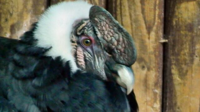 Im Zoo wartete der Bartgeier