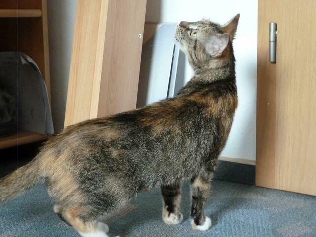 Lucy (Pflegestelle)