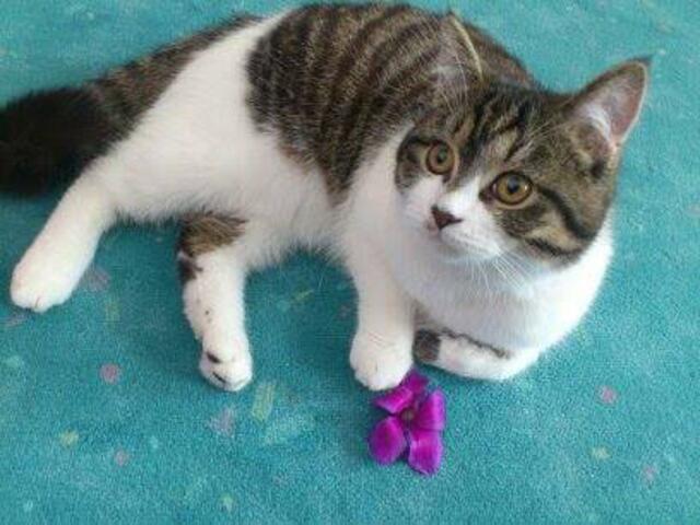 Kater (vermißt)