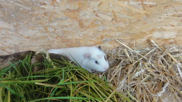 Shaun