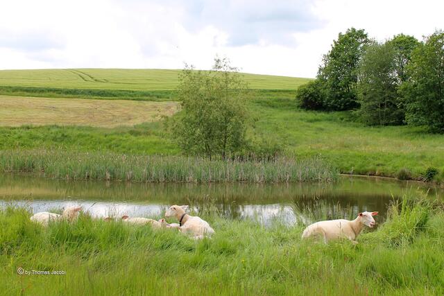 ...und noch ein paar Schafe genossen die Idylle. Na, wer sieht den Reiher? :-)