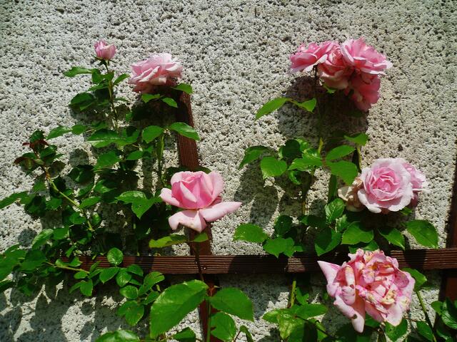 "Duftrose im Zeitraffer" - am 4.6.2014 !