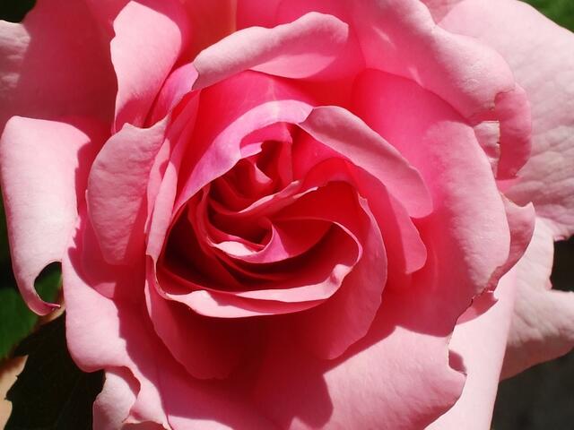 "Duftrose im Zeitraffer" - am 4.6.2014 !