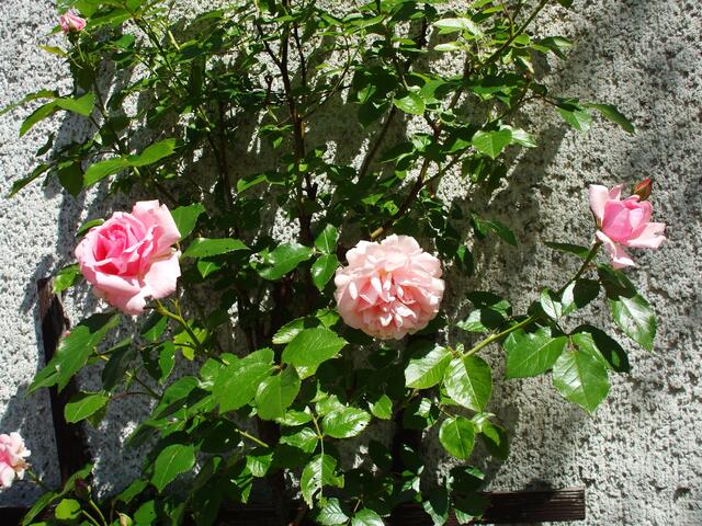 "Duftrose im Zeitraffer" - am 4.6.2014 !