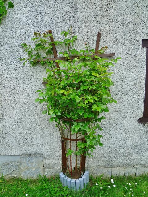 "Duftrose im Zeitraffer" - am 20.5.2014 !