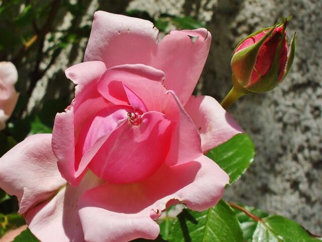 "Duftrose im Zeitraffer" - am 4.6.2014 !