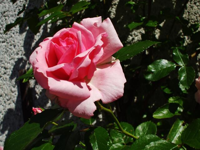 "Duftrose im Zeitraffer" - am 4.6.2014 !